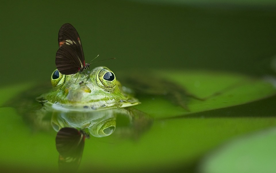 The Natural World