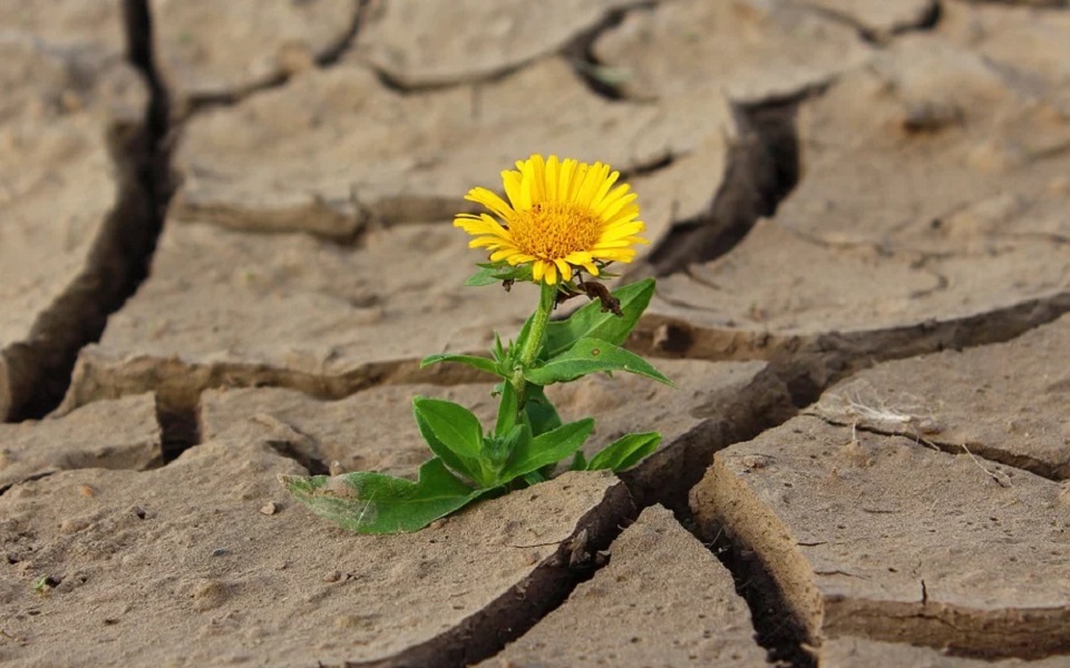 Survivability